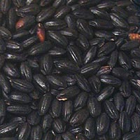 黒米(朝紫) 300g 黒米(朝紫) 300g